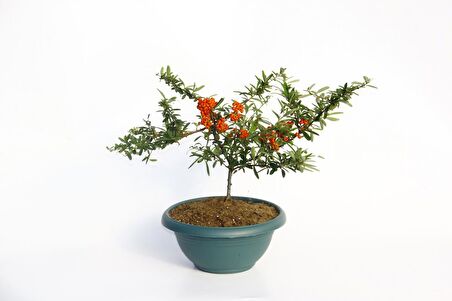 BONSAİ ATEŞ DİKENİ 5 ADET