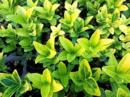 GOLD TAFLAN 45 ADET - SARI ÇİT BİTKİSİ