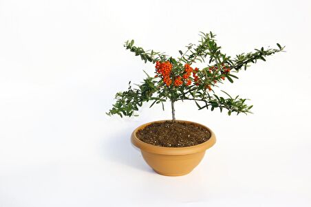 BONSAİ ATEŞ DİKENİ 5 ADET