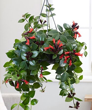 RUJ ÇİÇEĞİ 5 ADET - ASKILI SAKSIDA HEDİYELİK