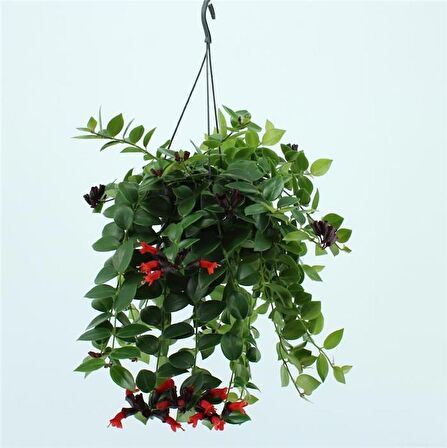 RUJ ÇİÇEĞİ 5 ADET - ASKILI SAKSIDA HEDİYELİK