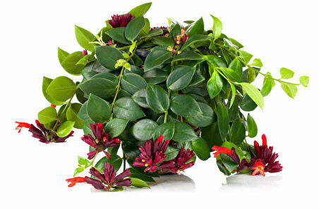 RUJ ÇİÇEĞİ 5 ADET - ASKILI SAKSIDA HEDİYELİK