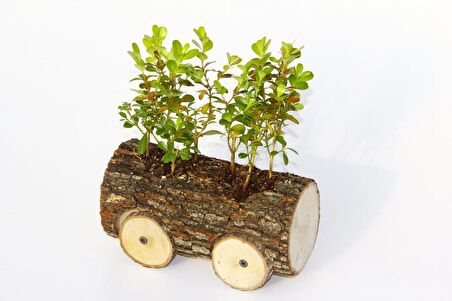 OFİS BİTKİSİ BUXUS - AHŞAP ARABA SAKSIDA HEDİYELİK