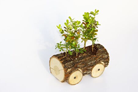 OFİS BİTKİSİ BUXUS - AHŞAP ARABA SAKSIDA HEDİYELİK