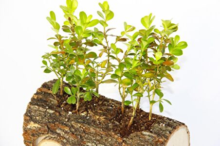 OFİS BİTKİSİ BUXUS - AHŞAP ARABA SAKSIDA HEDİYELİK