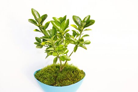 BONSAİ EUONYMUS JAPONİCA AUREA