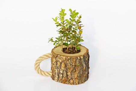 OFİS BİTKİSİ BUXUS - AHŞAP KUPA SAKSIDA HEDİYELİK