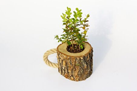 OFİS BİTKİSİ BUXUS - AHŞAP KUPA SAKSIDA HEDİYELİK