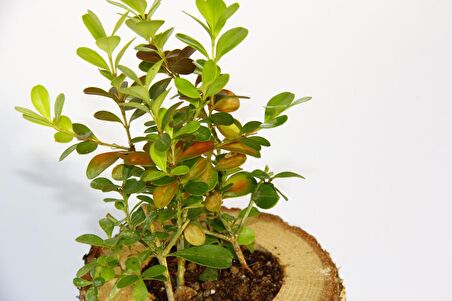 OFİS BİTKİSİ BUXUS - AHŞAP KUPA SAKSIDA HEDİYELİK