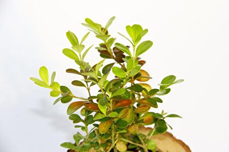 OFİS BİTKİSİ BUXUS - AHŞAP KUPA SAKSIDA HEDİYELİK