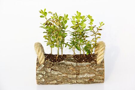 OFİS BİTKİSİ BUXUS - TWİN SET HEDİYELİK