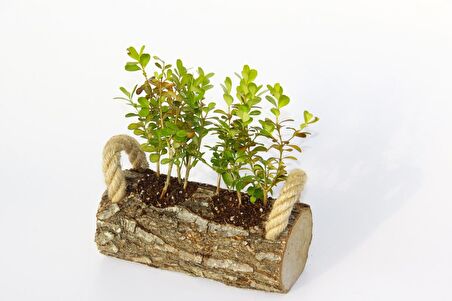 OFİS BİTKİSİ BUXUS - TWİN SET HEDİYELİK