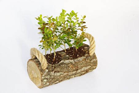 OFİS BİTKİSİ BUXUS - TWİN SET HEDİYELİK