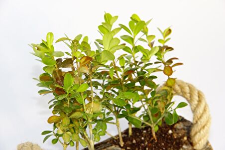 OFİS BİTKİSİ BUXUS - TWİN SET HEDİYELİK