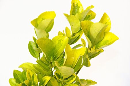 GOLD TAFLAN 20 ADET (2'Lİ DİKİM) - SARI ÇİT BİTKİSİ