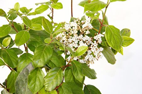 KARTOPU TİNUS 10 ADET - HEDİYELİK YEŞİL SAKSIDA