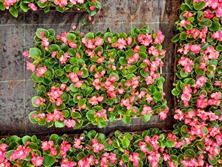 BEGONYA ÇİÇEĞİ 90 ADET - PEMBE RENK