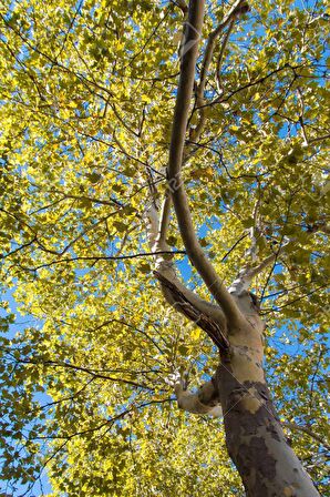 BATI ÇINARI FİDANI - Platanus Occidentalis