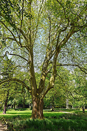 BATI ÇINARI FİDANI - Platanus Occidentalis