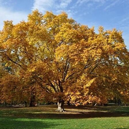 BATI ÇINARI FİDANI 10 ADET - Platanus Occidentalis