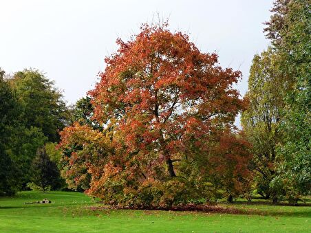 AKÇAAĞAÇ FİDANI 5 ADET - Acer Platanoides