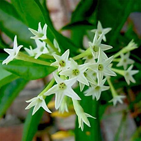 MELİSA ÇİÇEĞİ FİDANI 3 ADET - Cestrum Nocturnum