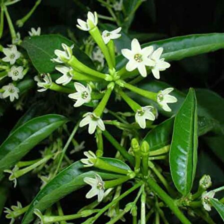 MELİSA ÇİÇEĞİ FİDANI 3 ADET - Cestrum Nocturnum