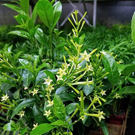 MELİSA ÇİÇEĞİ FİDANI 10 ADET - Cestrum Nocturnum