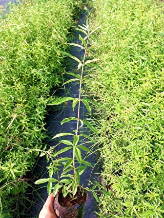LİMON MELİSA  BİTKİSİ 3 ADET - Melissa Officinalis