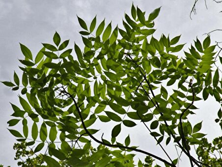 DİŞBUDAK AĞACI FİDANI 10 ADET