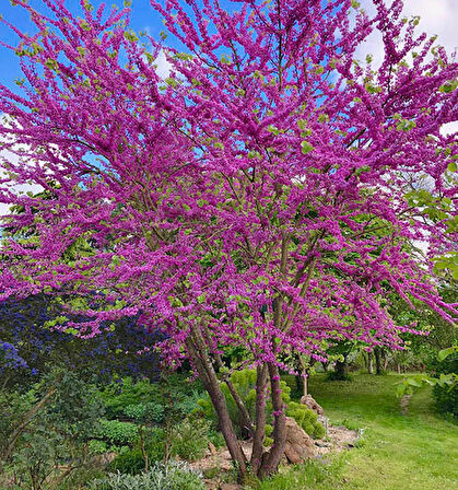 ERGUVAN FİDANI 3 ADET - Cercis Siliquastrum