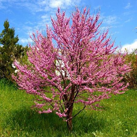 ERGUVAN FİDANI 3 ADET - Cercis Siliquastrum