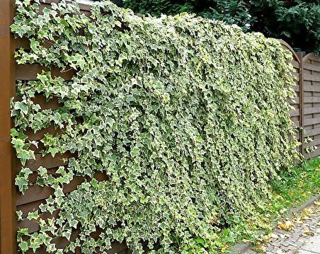 HEDERA SARMAŞIK 10 ADET - 1.5 + METRE SARILICI BİTKİ