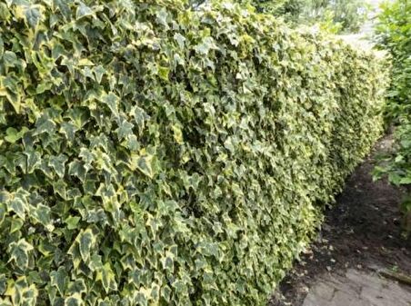 HEDERA SARMAŞIK 10 ADET - 1.5 + METRE SARILICI BİTKİ
