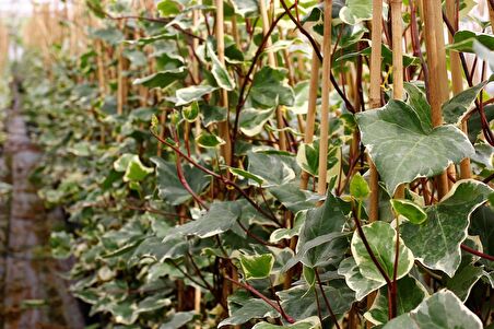 HEDERA SARMAŞIK 10 ADET - 1.5 + METRE SARILICI BİTKİ