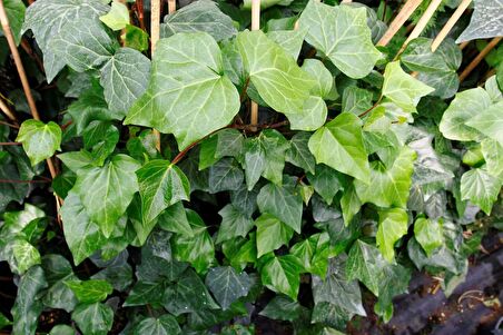 HEDERA SARMAŞIK 10 ADET - 1.5 + METRE SARILICI BİTKİ