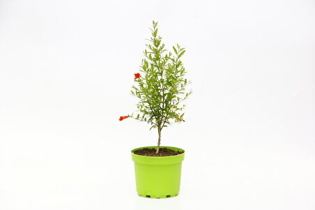 BONSAİ PUNİCA SÜS NARI 3 ADET - HEDİYELİK