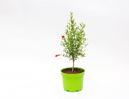 BONSAİ PUNİCA SÜS NARI 3 ADET - HEDİYELİK