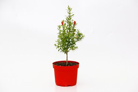 BONSAİ PUNİCA SÜS NARI 3 ADET - HEDİYELİK