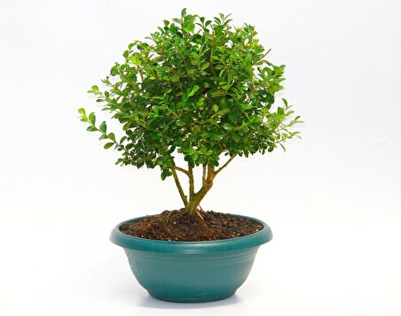 BONSAİ BUXUS - HEDİYELİK EV OFİS BİTKİSİ