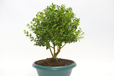 BONSAİ BUXUS - HEDİYELİK EV OFİS BİTKİSİ