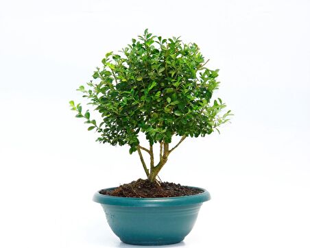 BONSAİ BUXUS - HEDİYELİK EV OFİS BİTKİSİ