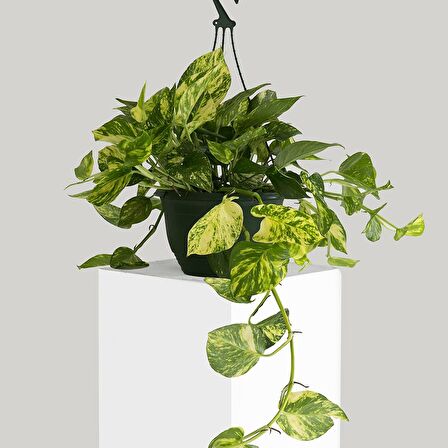 SALON SARMAŞIĞI POTHOS - HEDİYELİK EV OFİS BİTKİSİ