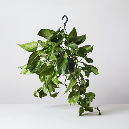 SALON SARMAŞIĞI POTHOS - HEDİYELİK EV OFİS BİTKİSİ