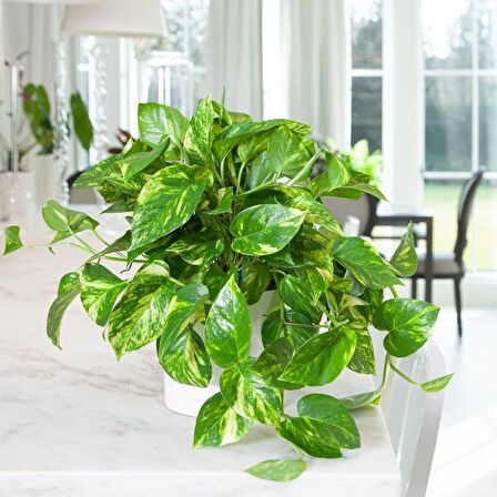 SALON SARMAŞIĞI POTHOS - HEDİYELİK EV OFİS BİTKİSİ