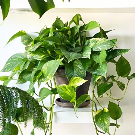 SALON SARMAŞIĞI POTHOS - HEDİYELİK EV OFİS BİTKİSİ