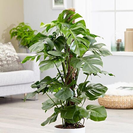 DEVE TABANI MONSTERA 2 ADET - HEDİYELİK EV OFİS BİTKİSİ