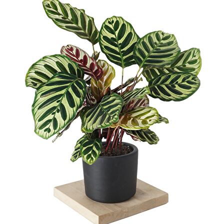 DUA ÇİÇEĞİ CALATHEA MAKOYANA  - HEDİYELİK