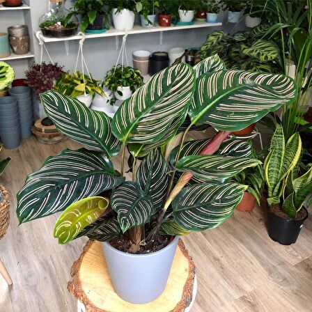 DUA ÇİÇEĞİ 2 ADET CALATHEA MAKOYANA  - HEDİYELİK
