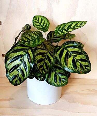 DUA ÇİÇEĞİ 2 ADET CALATHEA MAKOYANA  - HEDİYELİK
